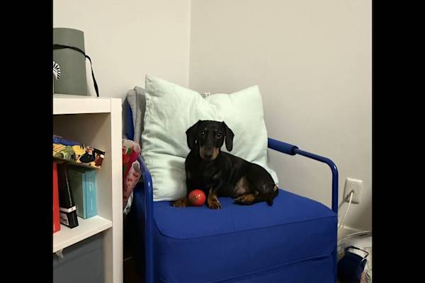 House sit in Sydney, NSW, Australia