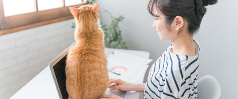 a ginger cat sat on an open laptop with a woman sitting trying to use it